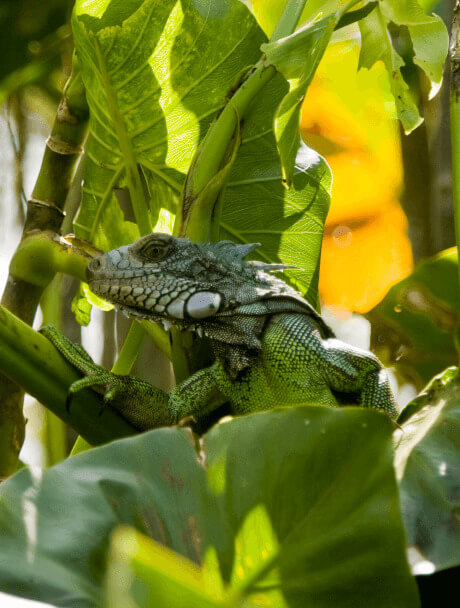 image iguana bolivar